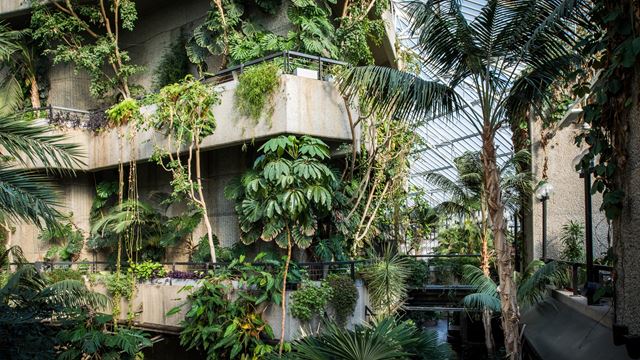 Green plants grow over concrete walk ways at the Barbican Conservatory. 