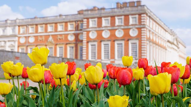 A bank of red and yellow tulips blooms in the gardens outside the Tudor palace of Hampton Court.