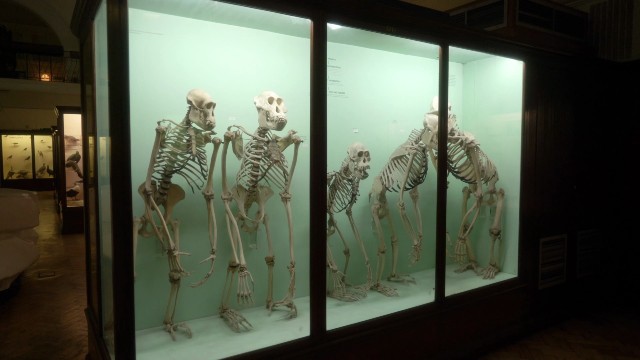 A few skeletons in a glass exhibit at The Horniman Museum. Credits: London & Partners.