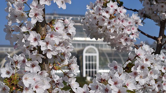 Visit Kew Gardens this summer © Royal Botanical Gardens, Kew. Image courtesy of RBG Kew. white and pink cherry blossom obscuring the palm house at Kew Gardens on a sunny day