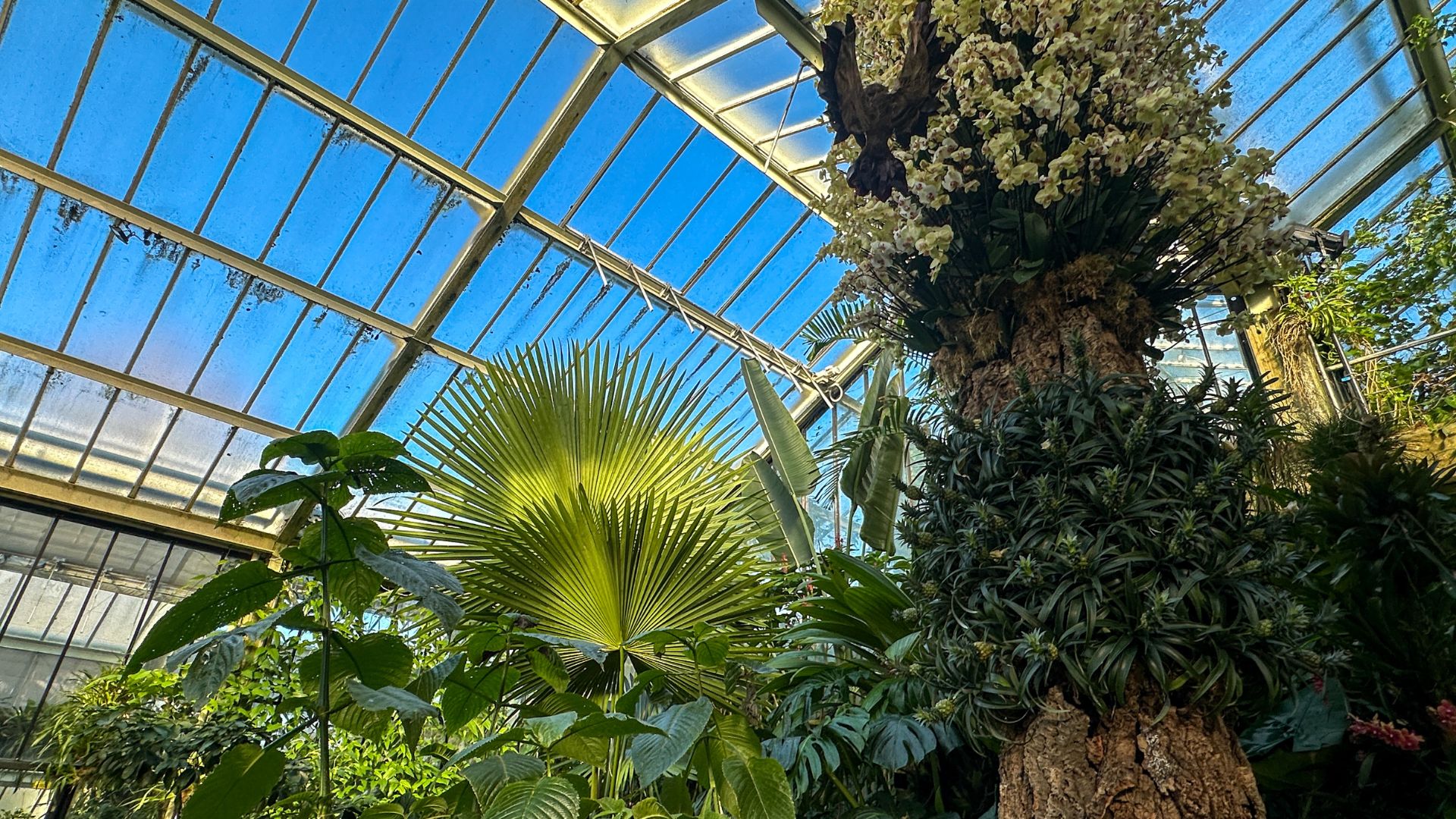 See a recreation of the Queen of the Andes plant at Kew Gardens Orchid Festival 2024. © Visit London/Kirstine Spicer A tall pillar covered in flowers and plants next to a blue sky in a glasshouse at kew gardens.