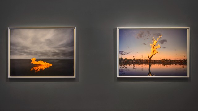 Close-up of two photographs of trees ablaze on a grey wall as part of a photography exhibition at Hamiltons Gallery.