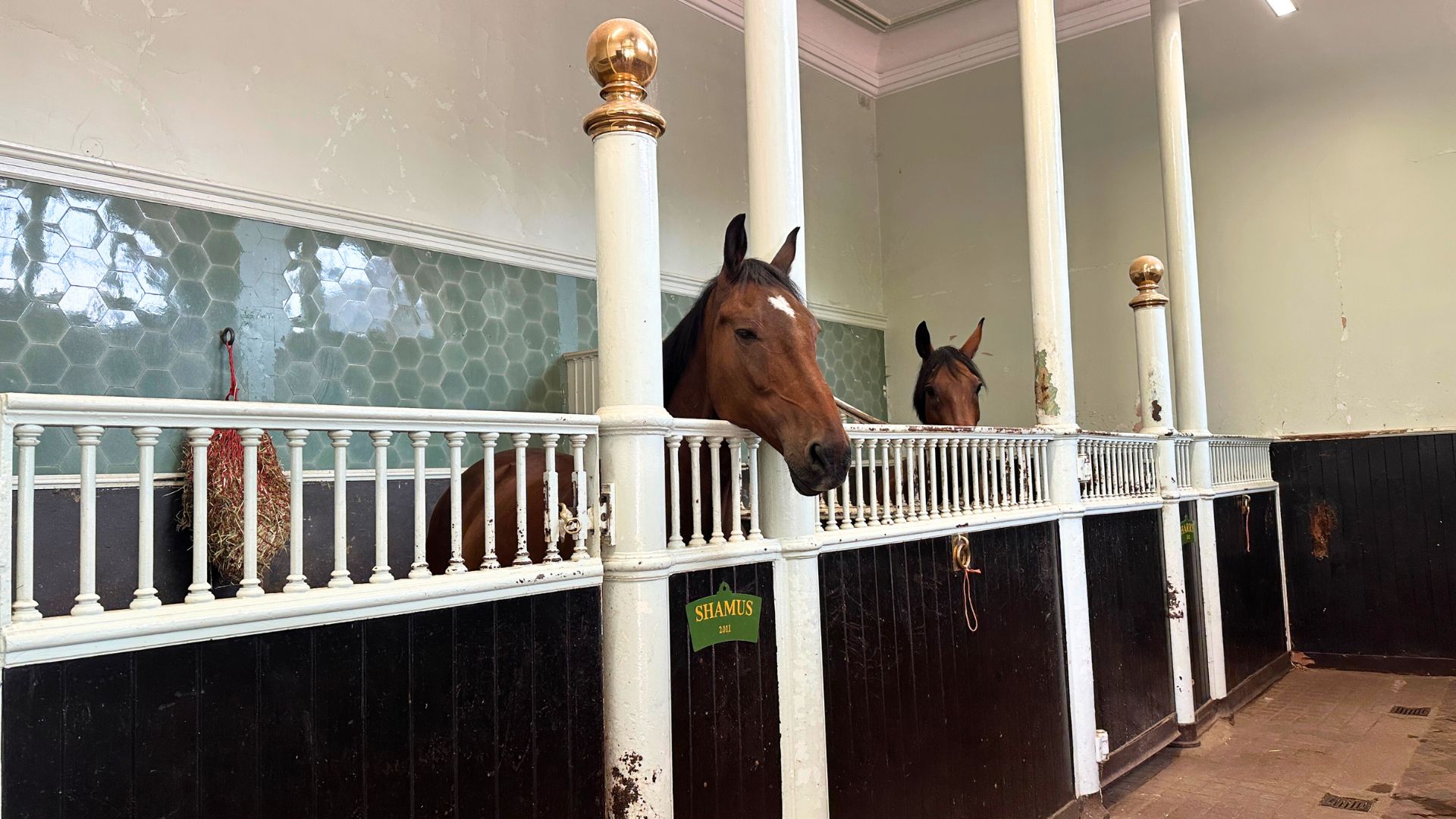 Meet the working horses at the Royal Mews, including Shamus, who help pull the royal carriages during ceremonial processions. Photo credit: Kirstine Spicer Two royal horses inside their stables at the Royal Mews, including Shamus, used for state processions.