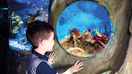 Discover up to 500 different animal species at the SEA LIFE London aquarium. © Merlin Entertainments 2024