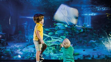 Head to SEA LIFE London aquarium for a deep dive into the underwater world. © Merlin Entertainments 2024