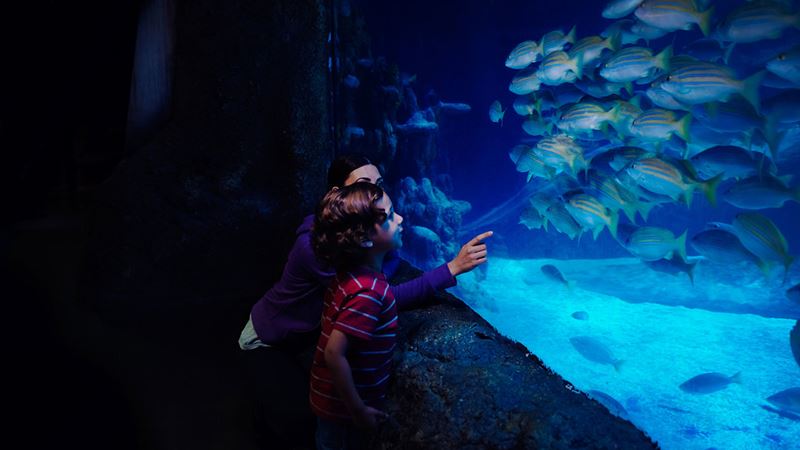 Entertain the kids on a family trip to the SEA LIFE London Aquarium. Credit: Merlin Entertainments 2024. Image courtesy of Merlin Entertainments 2024. A woman shows a group of fish to a young boy, swimming in a tank at the SEA LIFE London aquarium.