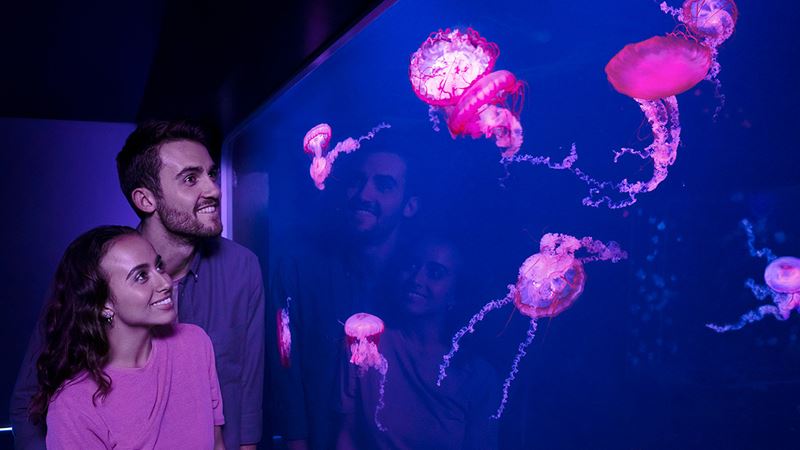 See amazing life from the oceans, coral reefs and more habitats at SEA LIFE London Aquarium. Image courtesy of Golden Tours. A couple look at brightly lit pink jellyfish in a glass aquarium.
