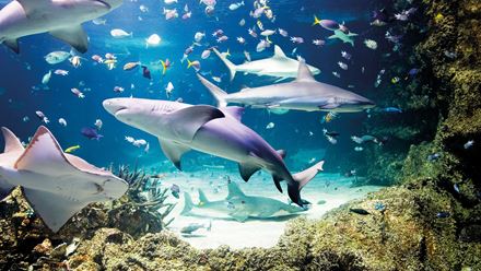 Marvel at the underwater world at the SEA LIFE London Aquarium. © Merlin Entertainments 2024