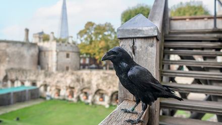 Observe the ravens during a visit to the Tower of London and discover why they are thought to be protectors of the United Kingdom. © London & Partners/Michael Barrow