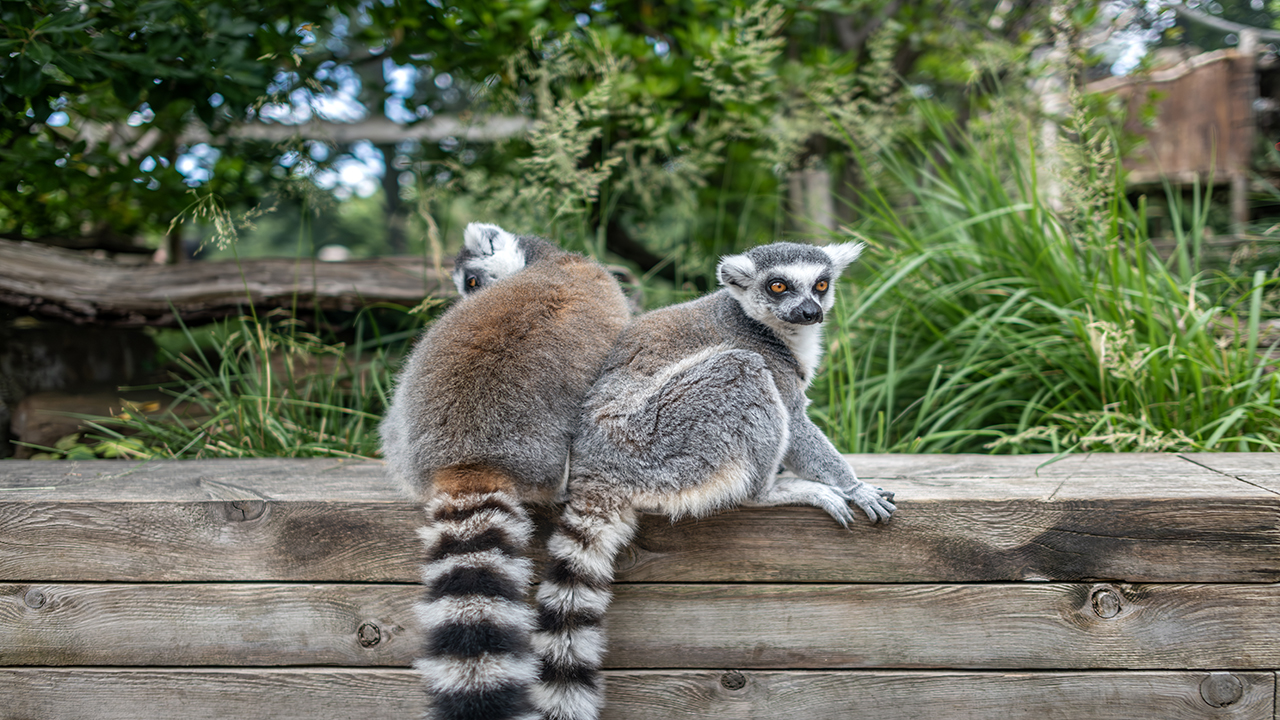 Immerse yourself in the Madagascan shrub forest at the London Zoo and observe lemurs. © London & Partners/Michael Barrow Two lemurs are lounging at the London Zoo and looking at the camera.