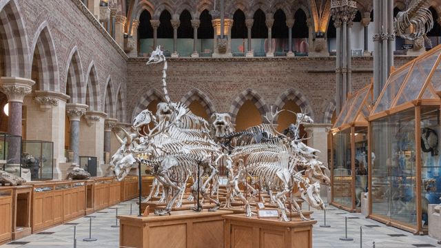 The Oxford University Museum of Natural History. Photo by Laurie Byrne on Unsplash. A dinosaur exhibit in the centre of a hall in The Oxford University Museum of Natural History.