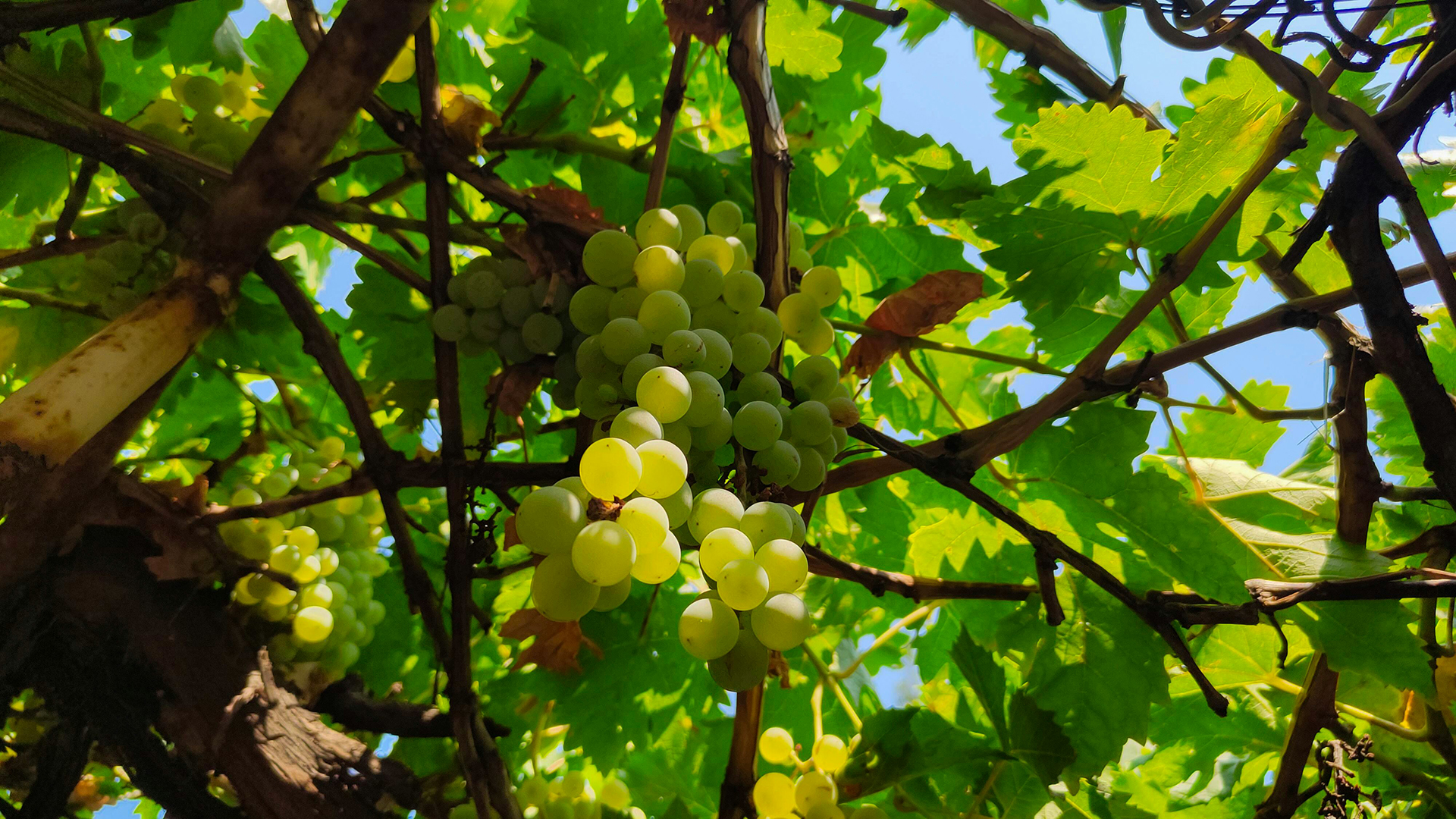 Wander the vines. Image courtesy of Unsplash, credits: Alexander Gluschenko Vines with ripe white grapes with plenty of foliage and sun beams coming through the vines.