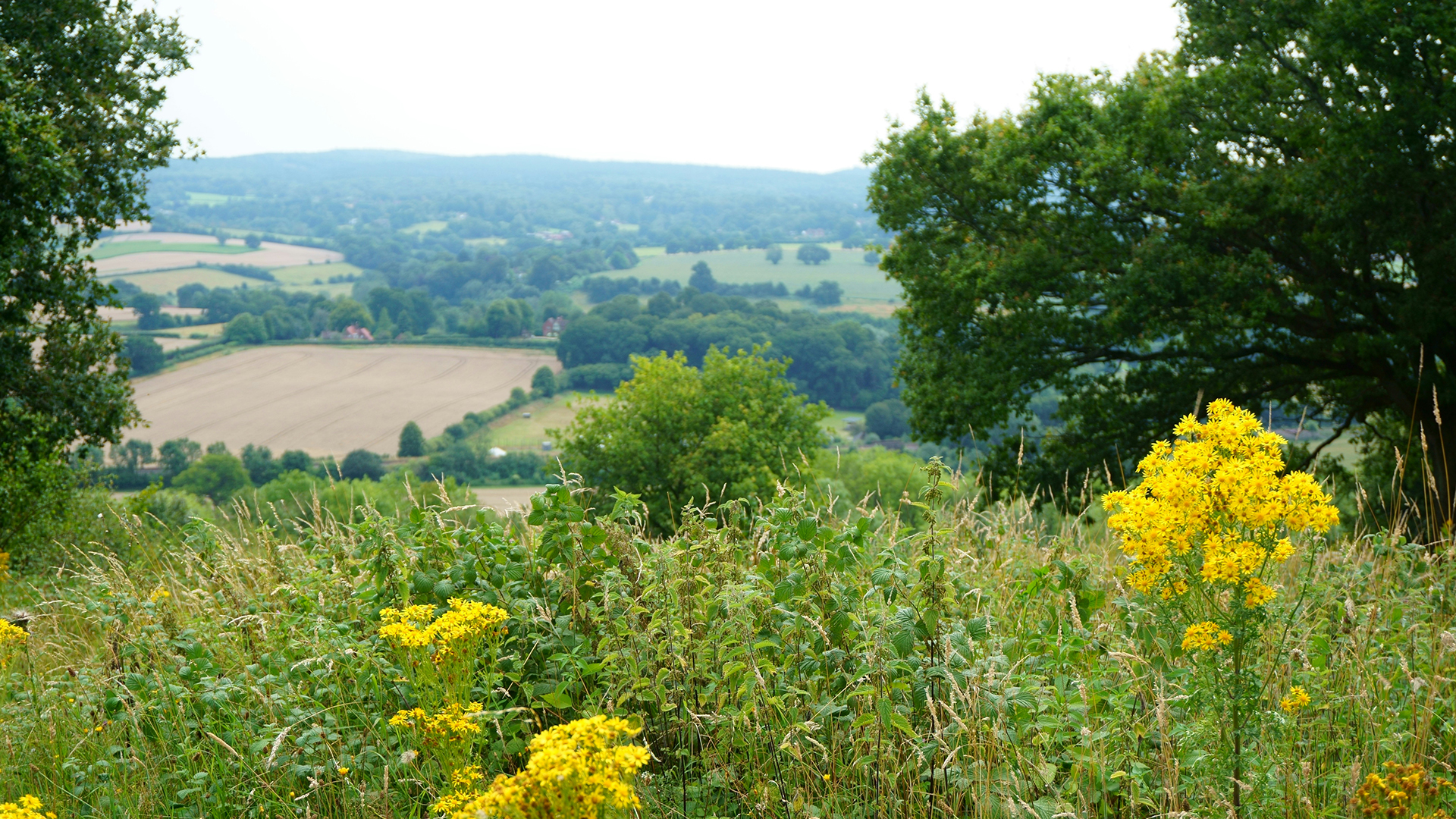 Enjoy a walk in the Surrey Hills. Image courtesy of Unsplash/Sandro Cenni An image of the countryside in Surrey Hills with fields, bushes and trees and yellow flowers in the foreground.