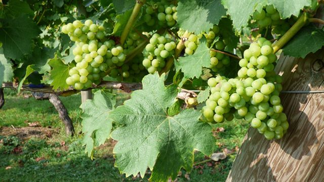 Wander the vines on a wine tour as you learn the history of the vineyard. Image courtesy of Golden Tours. Several bunches of green grapes on the vine on a wine tour.