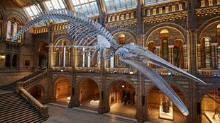  Blue Whale in Hintze Hall at the Natural History Museum. 