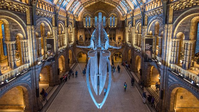 Blue whale skeleton suspended from the air in Hintze Hall at The Natural History Museum. 