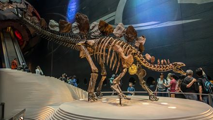 Explore the Dinosaur Gallery at The Natural History Museum and meet Sophie the Stegosaurus. Image credit: London & Partners/Michael Barrow.