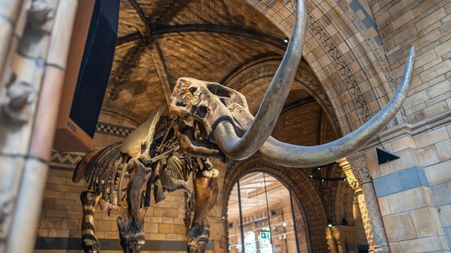 Animal skeleton with large tusks at The Natural History Museum.