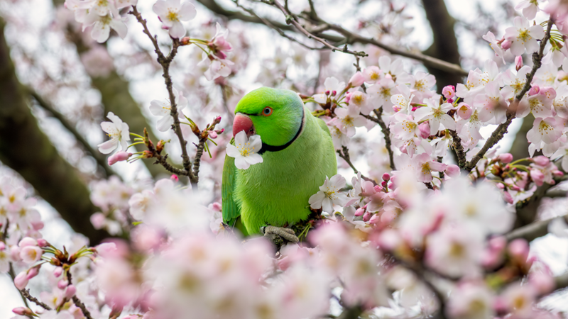 Green ringed parakeet surrounded by cherry blossom