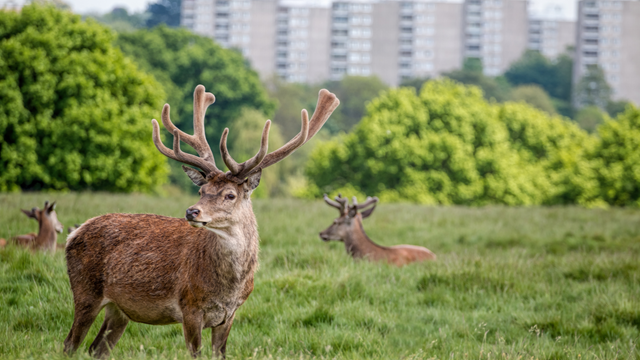 Three deers stood in the green Richmond Park with trees and buildings in the background