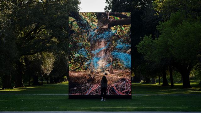 Immersive art installation about the oak tree at Kew Gardens.
