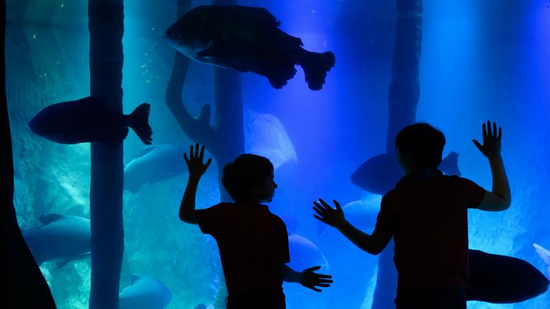 Entertain the kids on a family trip to the SEA LIFE London Aquarium. Credit: Stripe Communications. Image courtesy of Stripe Communications. Image of children in front of fish tank at SEA LIFE London's Rainforest Adventure!