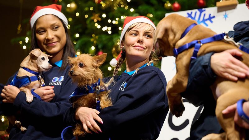 Battersea Dogs & Cats Christmas Carol Concert. Credit: Battersea. Image courtesy of Battersea. Battersea Dogs & Cats Christmas Carol Concert.