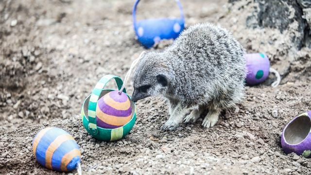 Meet the zoo's meercats this Easter. Image courtesy of ZSL London Zoo. A meerkat sniffs a striped easter egg at london zoo.