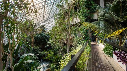 Immerse yourself in a tranquil green oasis at the Barbican Conservatory, a hidden gem in the heart of London. Image courtesy of The Barbican/Photo credit: Max Colson.
