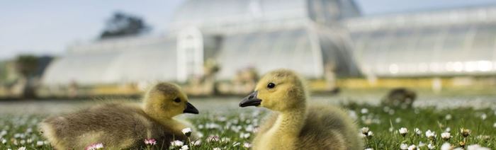 Two yellow ducklings sit on the grass in front of the palm house at kew gardens in london.