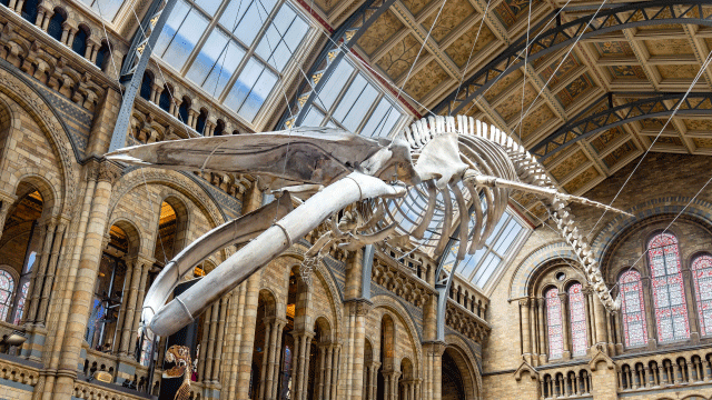 Uncover 4.6 billion years of history at the Natural History Museum. Image courtesy of Shutterstock. Natural History Museum skeleton